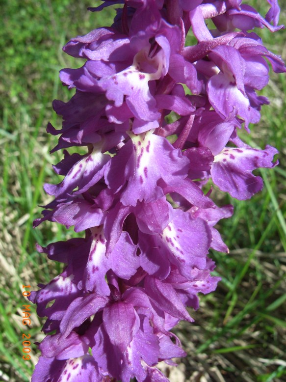 Orchis mascula